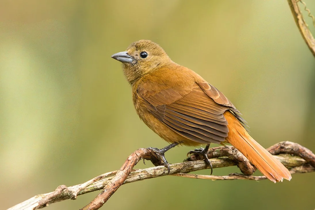 RUBY_CROWNED_TANAGER_02.jpg