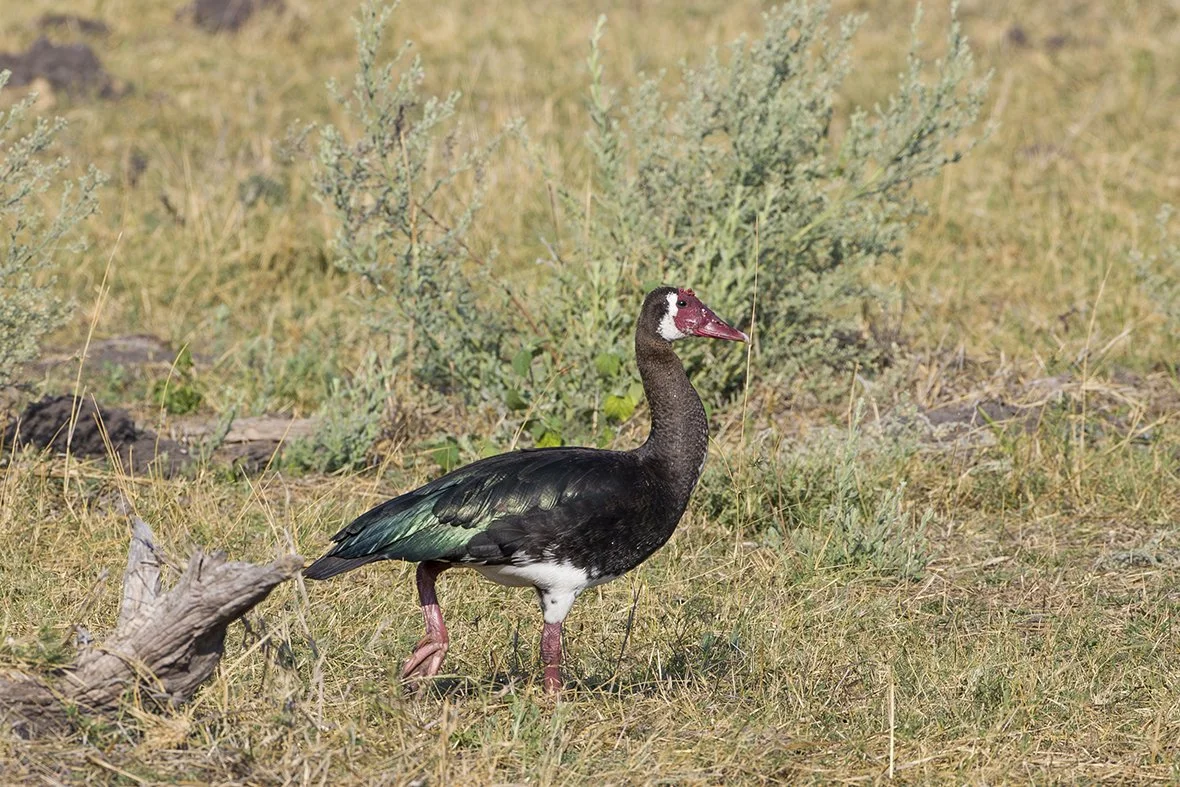 SPUR_WINGED_GOOSE_06.jpg