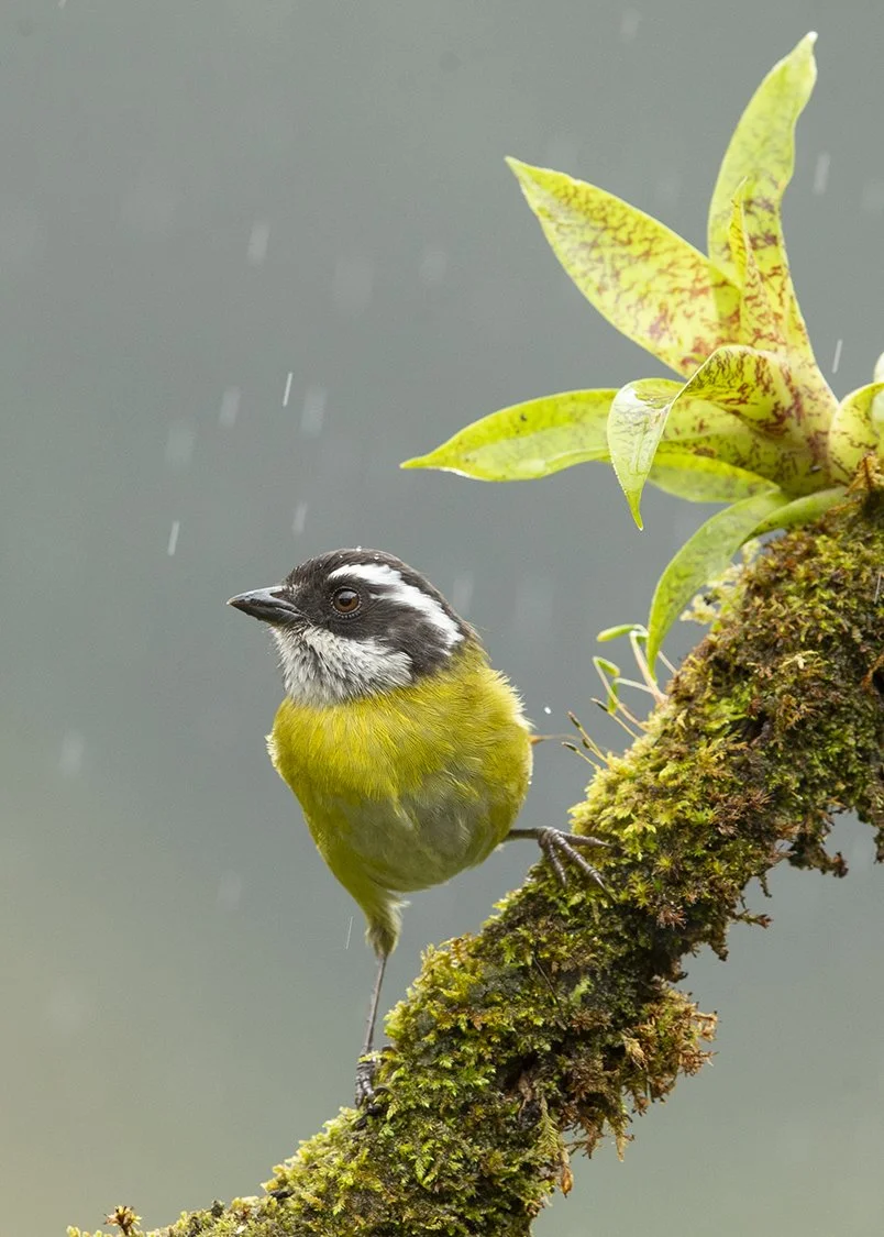 SOOTY-CAPPED BUSH-TANAGER