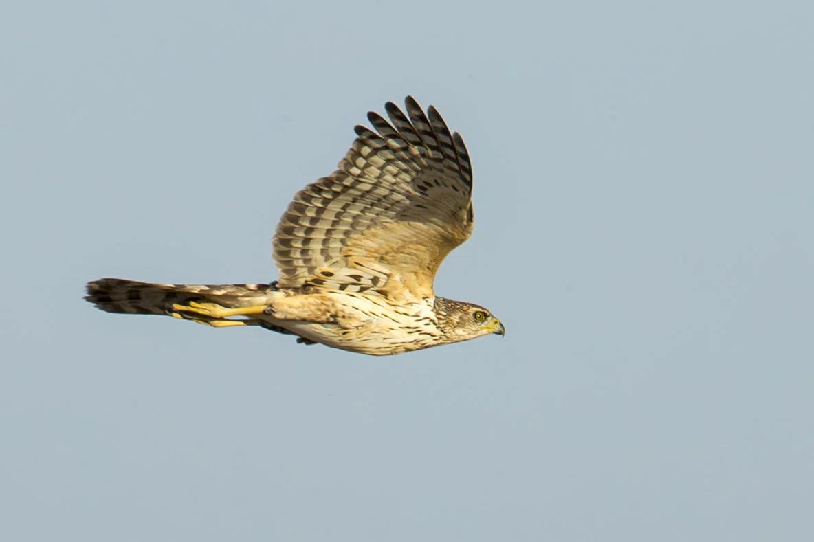 BLACK_SPARROWHAWK_02.jpg