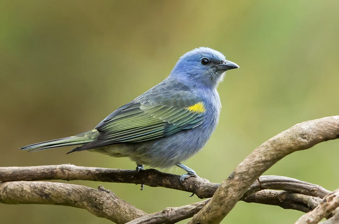 GOLDEN-CHEVRONED TANAGER