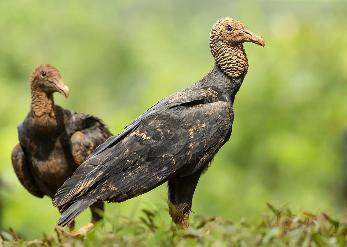 BLACK VULTURE