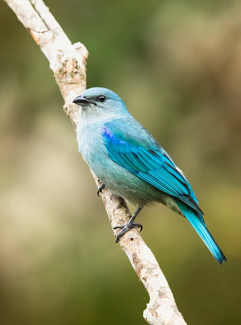 AZURE_SHOULDERED_TANAGER_02.jpg