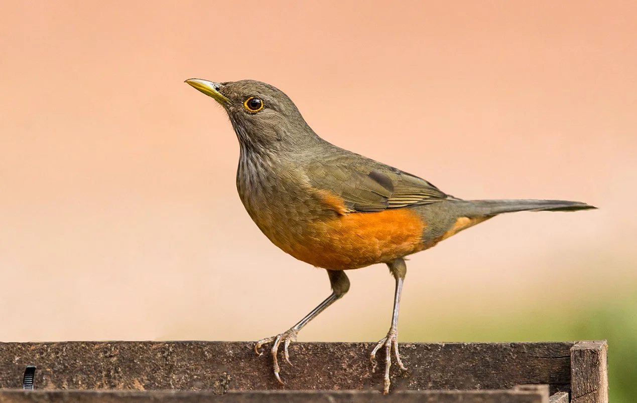 RUFOUS_BELLIED_THRUSH_02.jpg