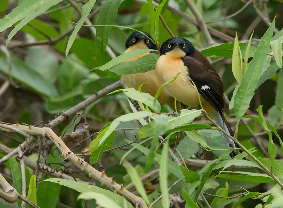 BLACK_CAPPED_DONACOBIUS_05.jpg