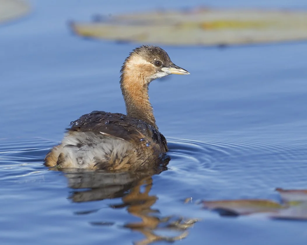 LITTLE GREBE