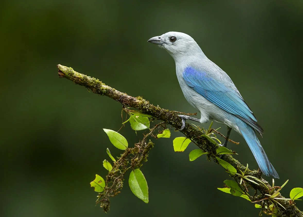 BLUE-GRAY_TANAGER_04.jpg