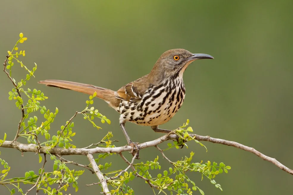LONG-BILLED THRASHER