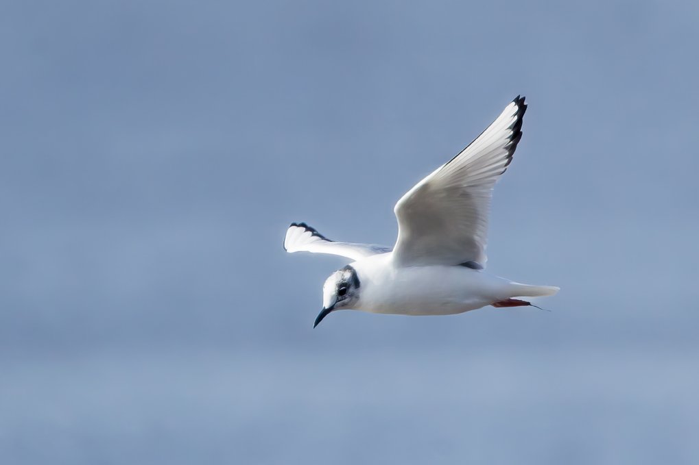 BONAPARTE'S GULL