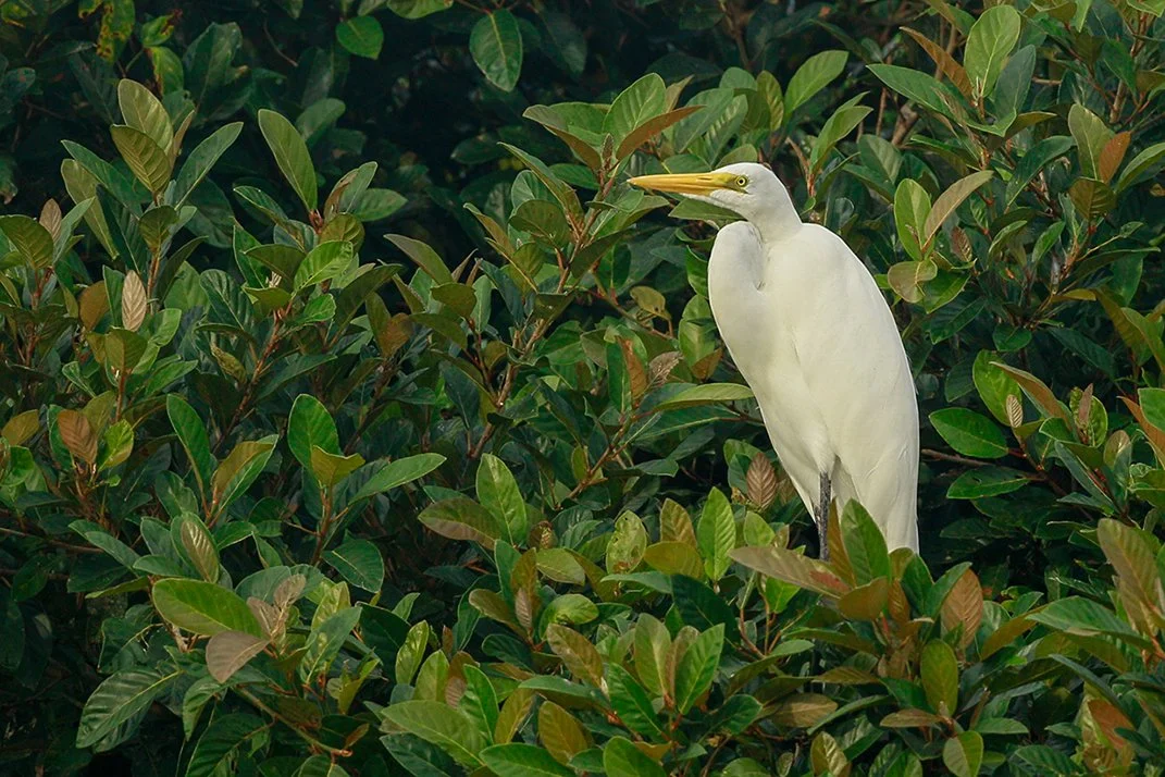 GREAT EGRET