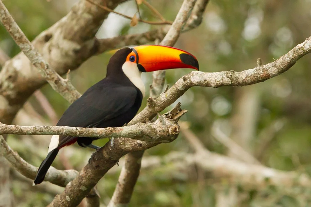 TOCO TOUCAN