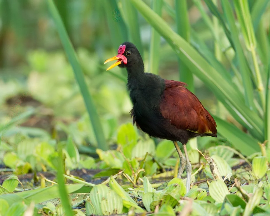WATTLED_JACANA_04.jpg