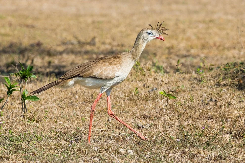 RED_LEGGED_SERIEMA_02.jpg