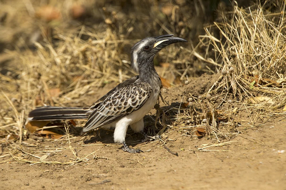 AFRICAN GREY HORNBILL
