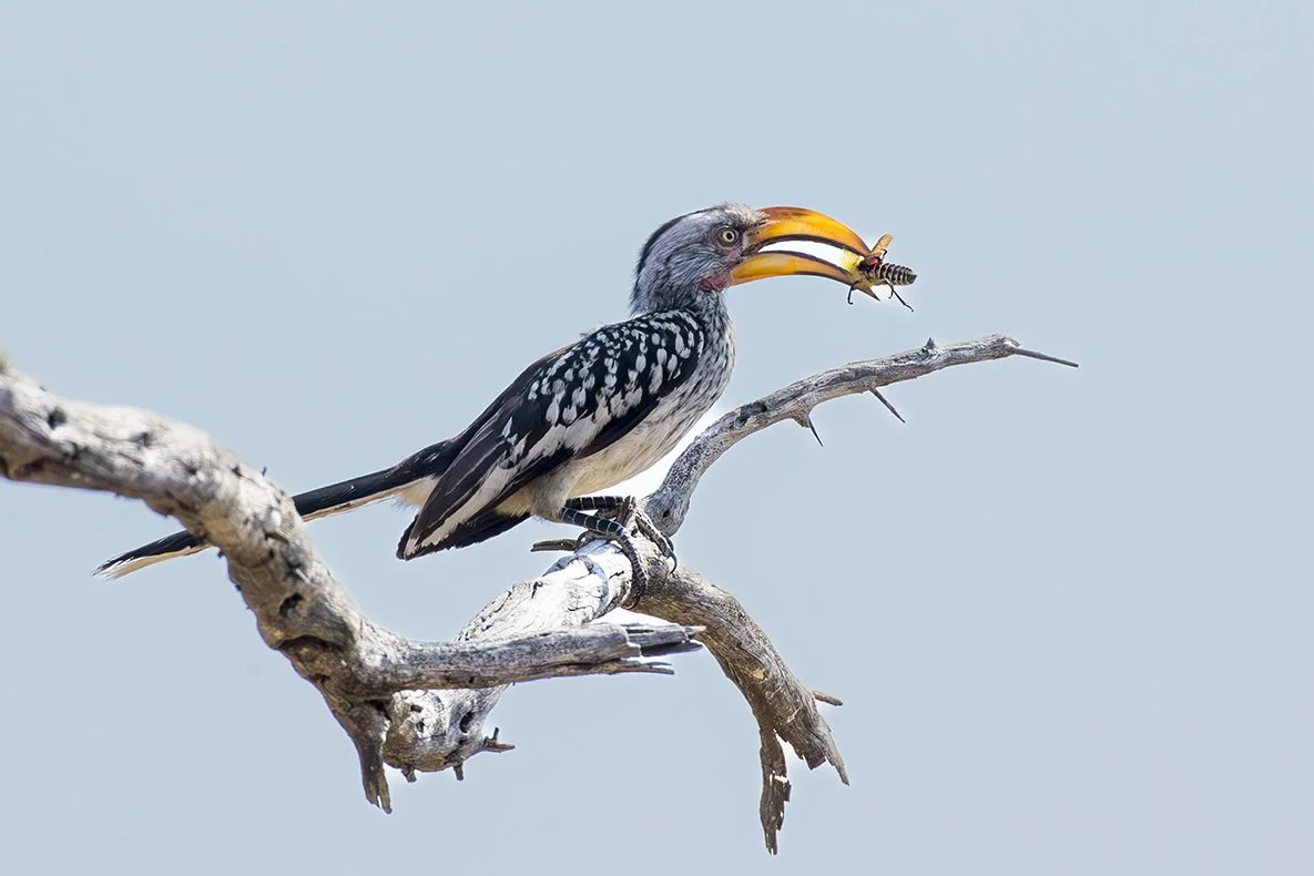 SOUTHERN_YELLOW_BILLED_HORNBILL_03.jpg
