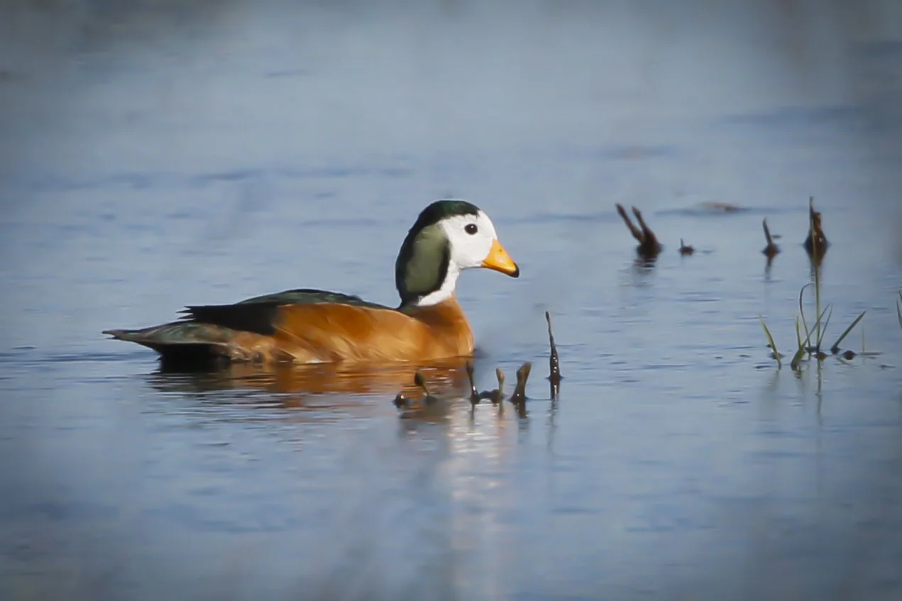 AFRICAN PIGMY GOOSE
