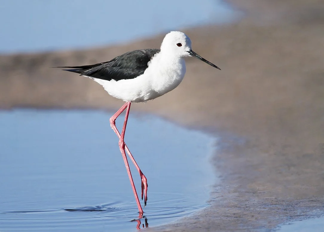 BLACK_WINGED_STILT_05.jpg