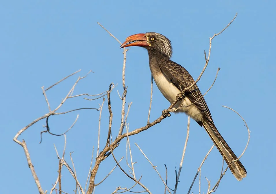 CROWNED HORNBILL_01.jpg