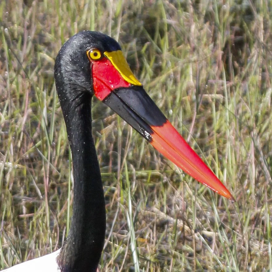 SADDLE_BILLED_STORK_22.jpg