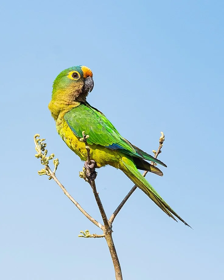 PEACH-FRONTED PARAKEET
