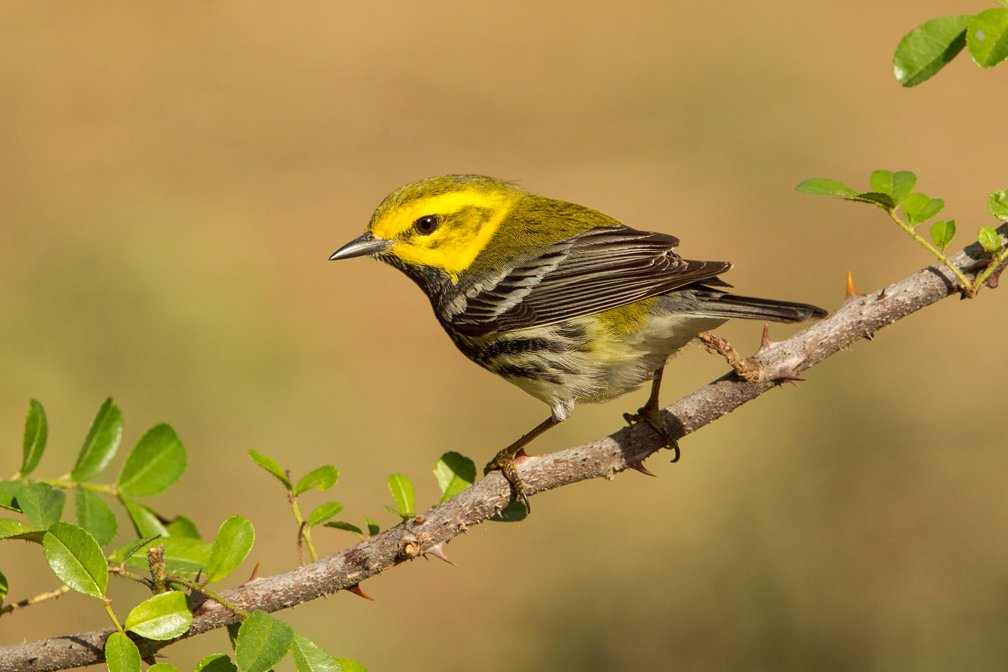 BLACK THROATED GREEN WARBLER