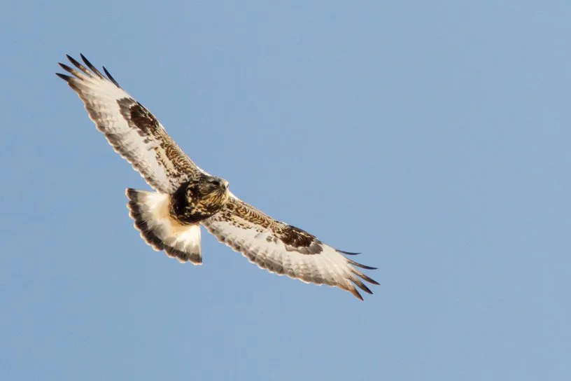 ROUGH-LEGGED HAWK