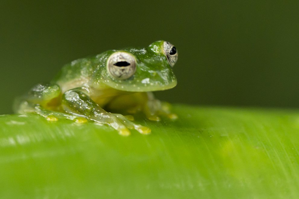 DUSTY GLASS FROG