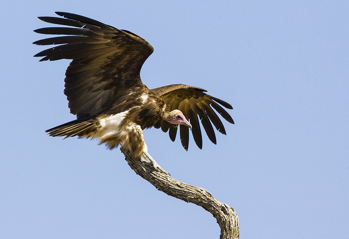 LAPPET_FACED_VULTURE_12.jpg