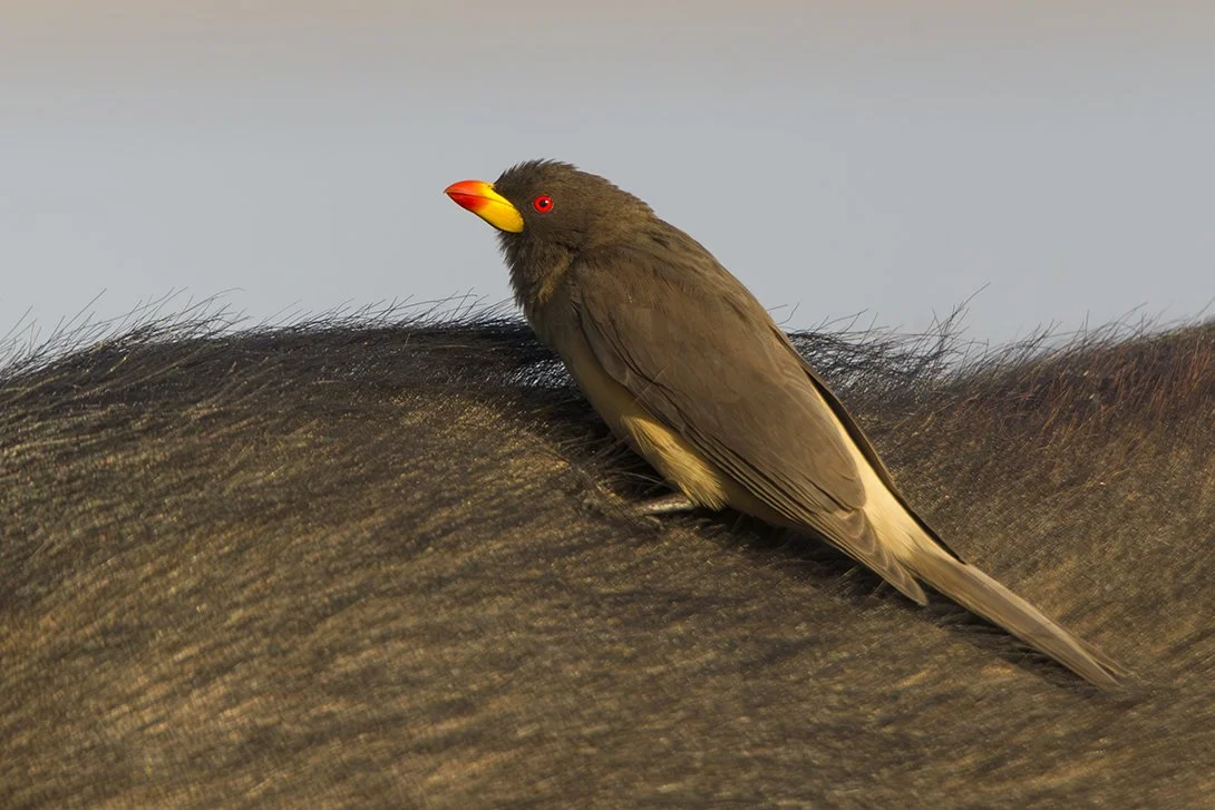 YELLOW_BILLED_OXPECKER_01.jpg