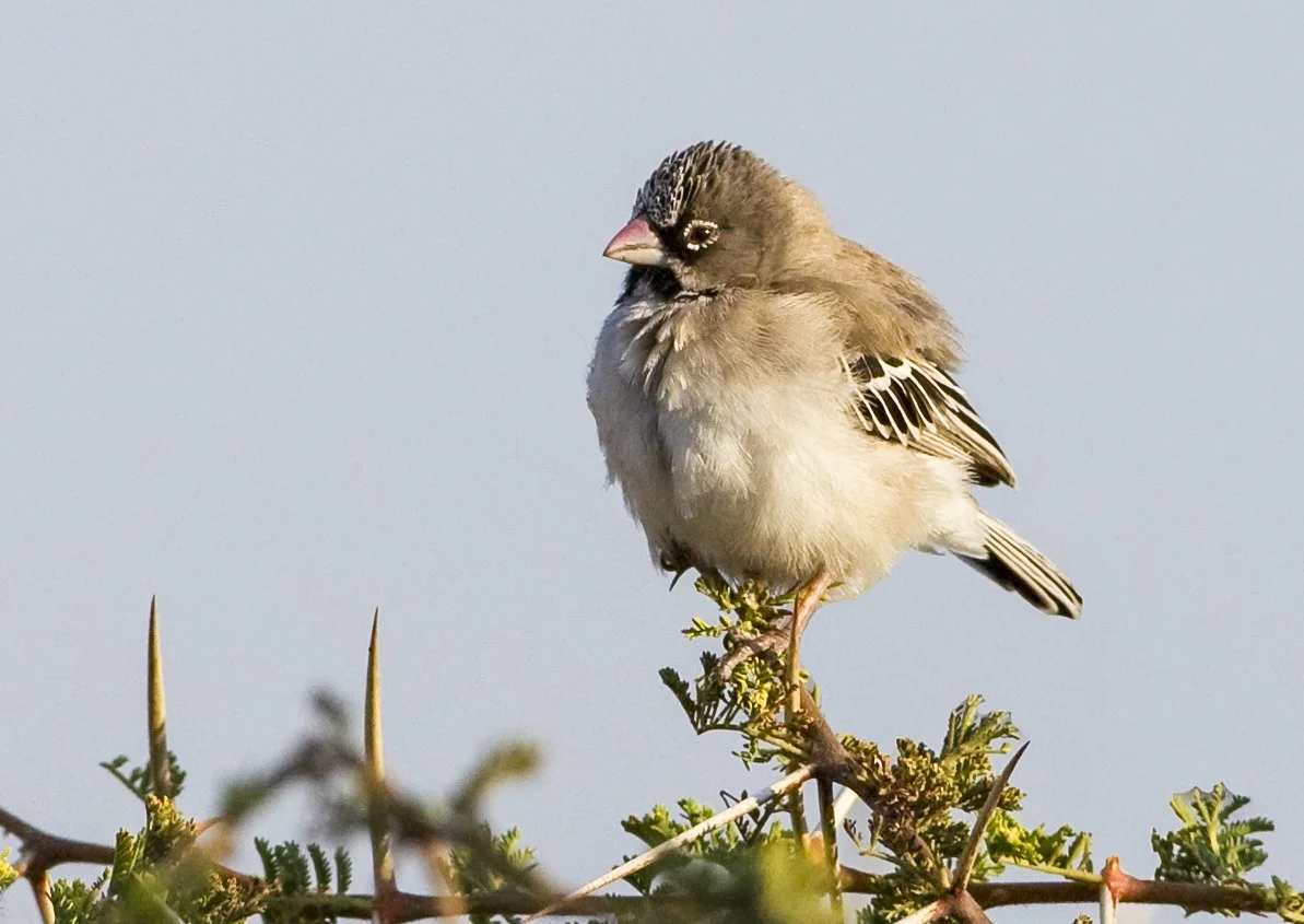 SCALY-FEATHERED FINCH