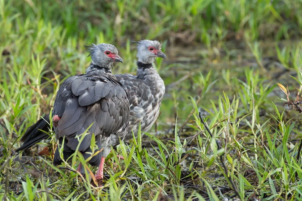 SOUTHERN_SCREAMER_05.jpg