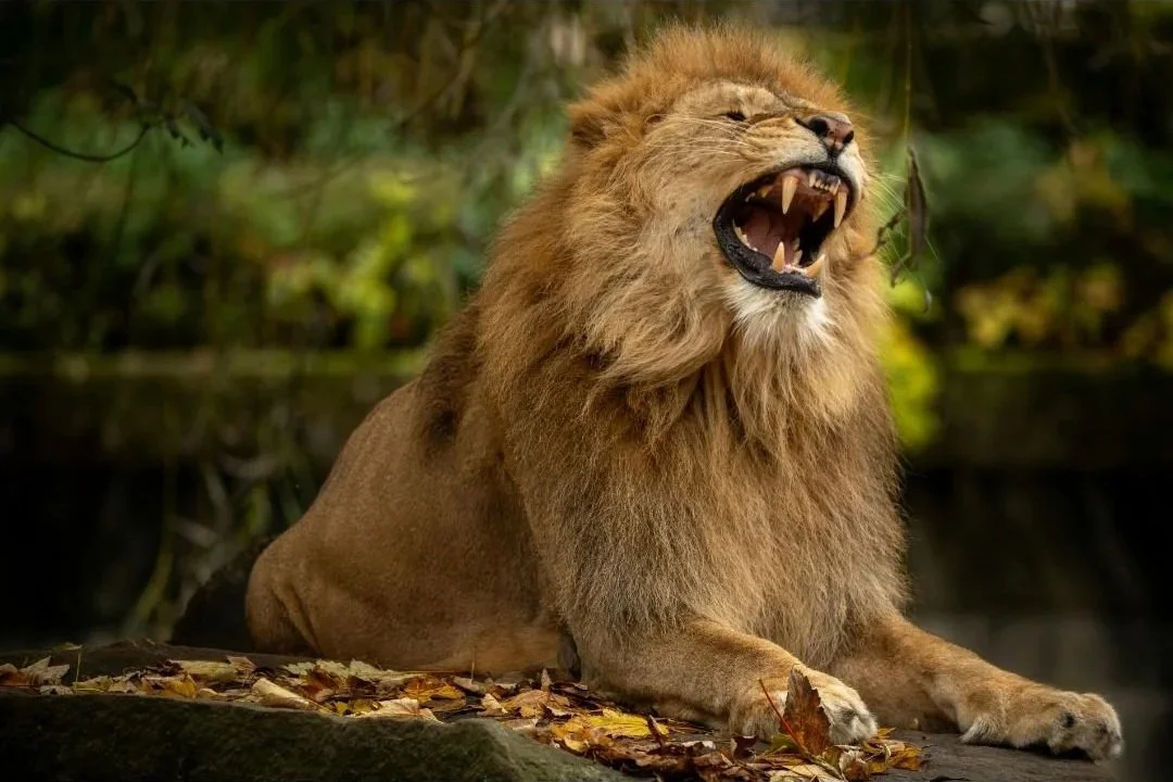 Anger as Our Protective Champion