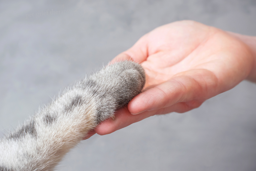 Understanding Pet Loss Grief &amp; How Therapy Can Be Supportive