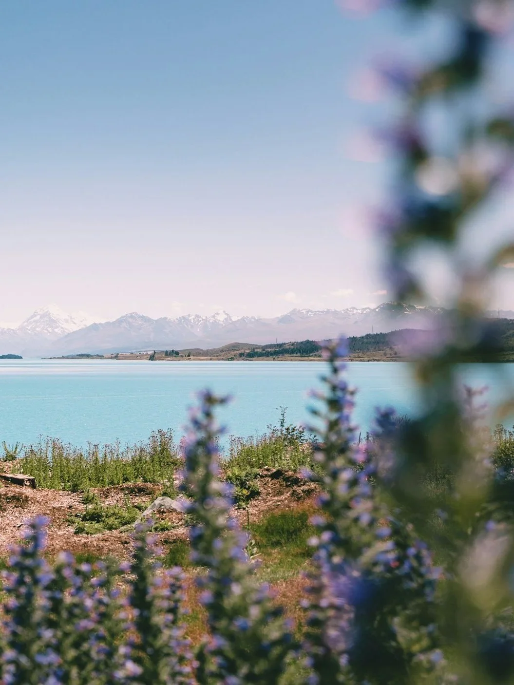 A serene landscape featuring snow-capped mountains in the background, a large body of turquoise water, and purple wildflowers in the foreground.