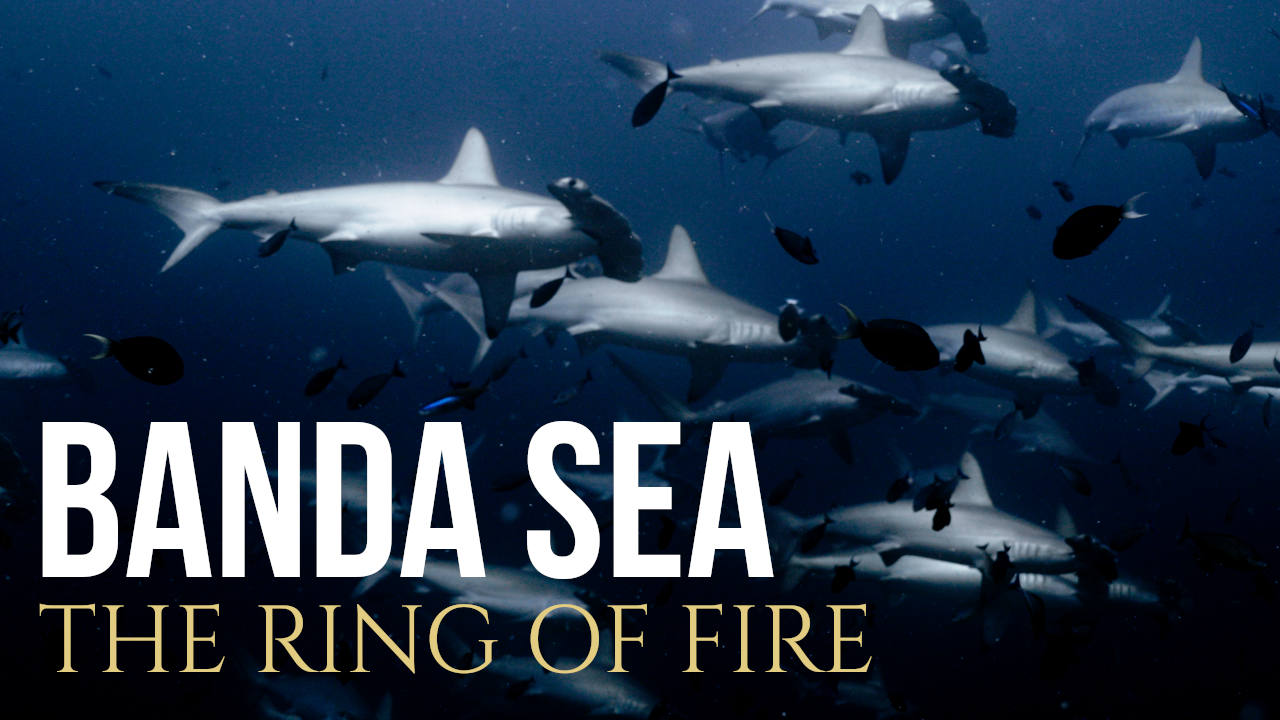 Banda Sea Highlights Reel