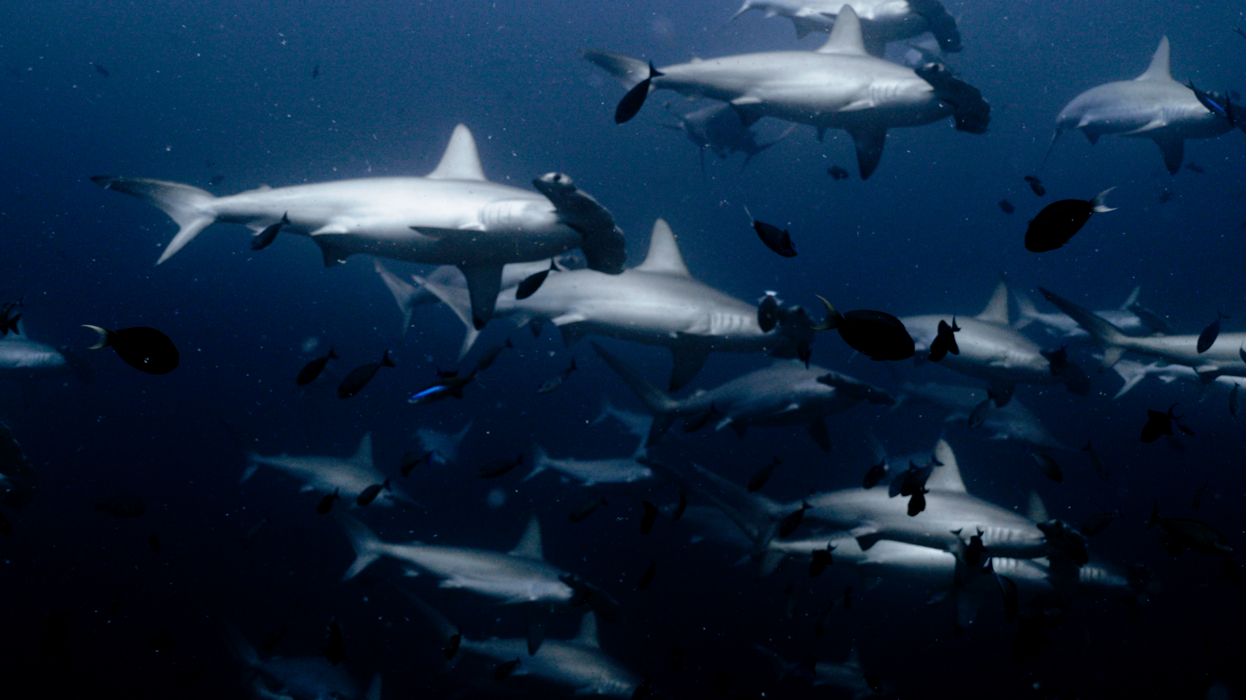Banda Sea: Ring of Fire