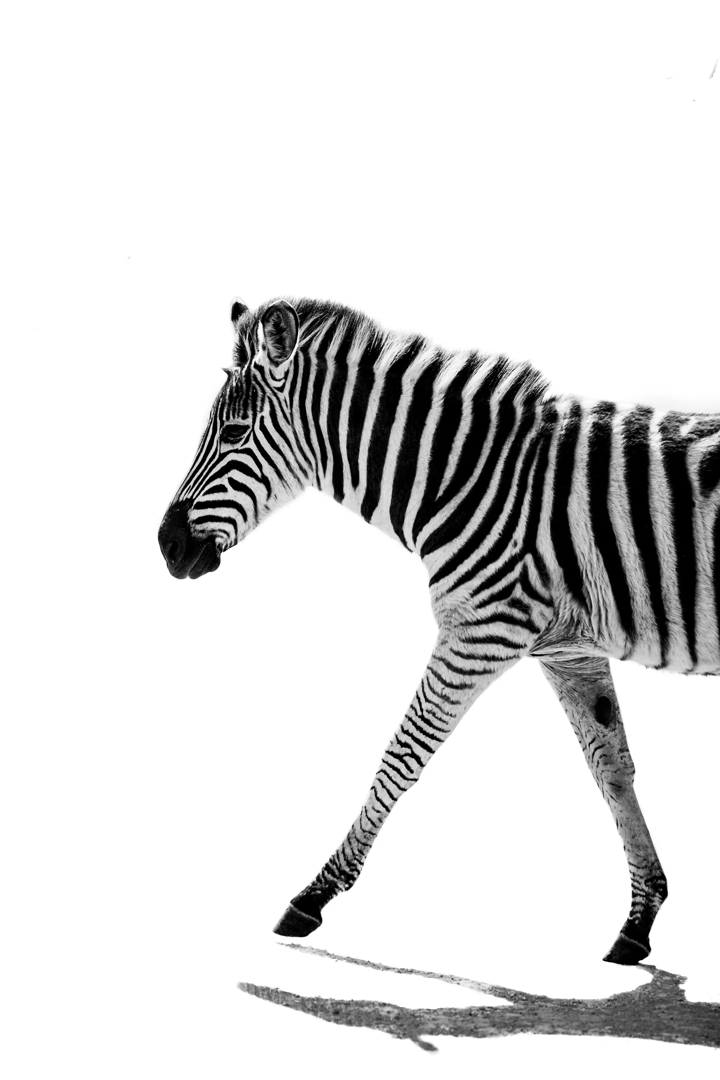 Black and white photograph of a zebra walking with a shadow on a white background.