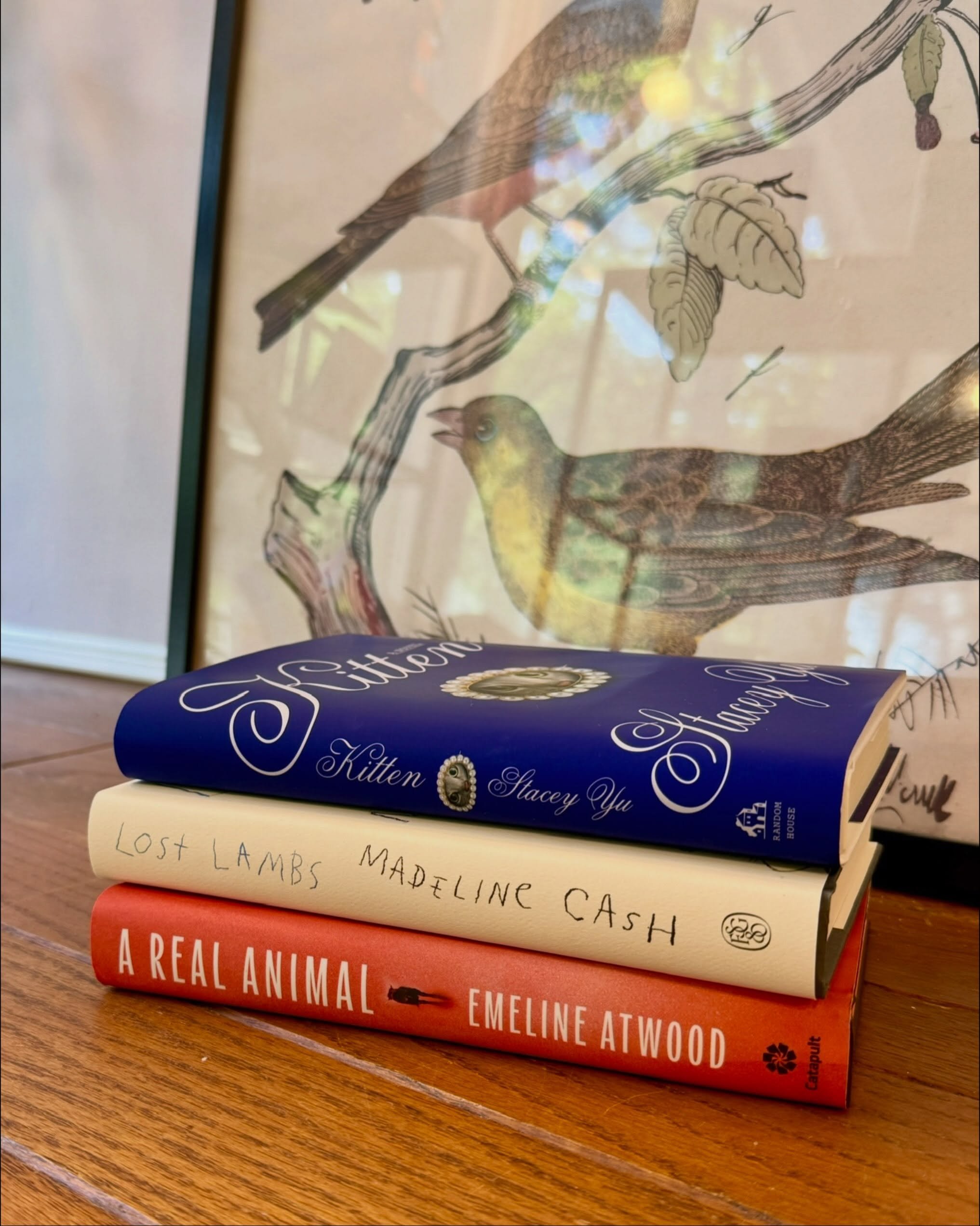 My top three favorite novels so far this year are all debuts from women writers: A Real Animal by @emelinenoelleatwood, Lost Lambs by @madelinecash, and Kitten by @stace.yyu

If you swing by the shop for a recommendation, there&rsquo;s a gooooood cha