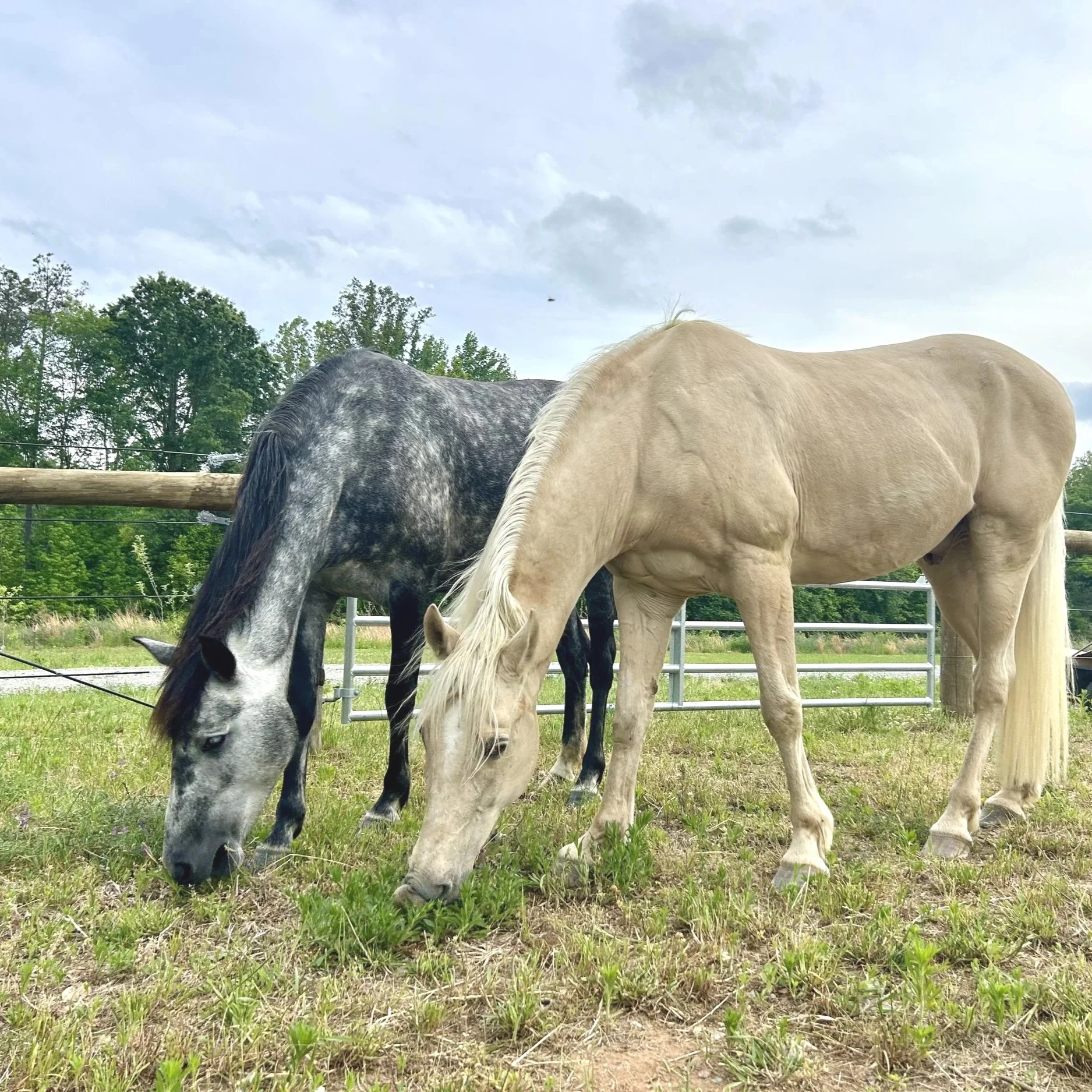 horse constellation, equine constellation