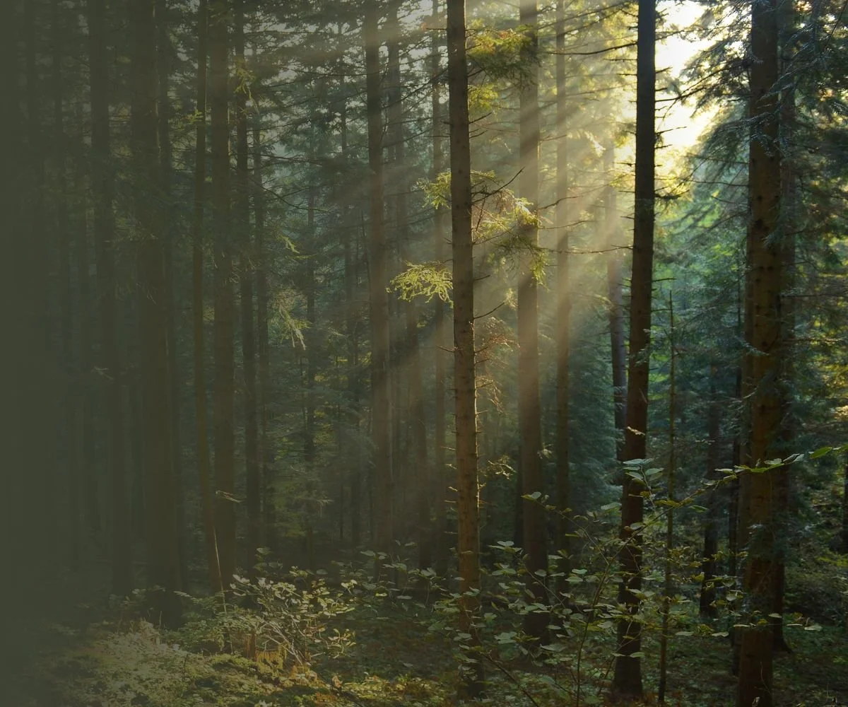 Sunlight filtering through tall trees in a dense forest.
