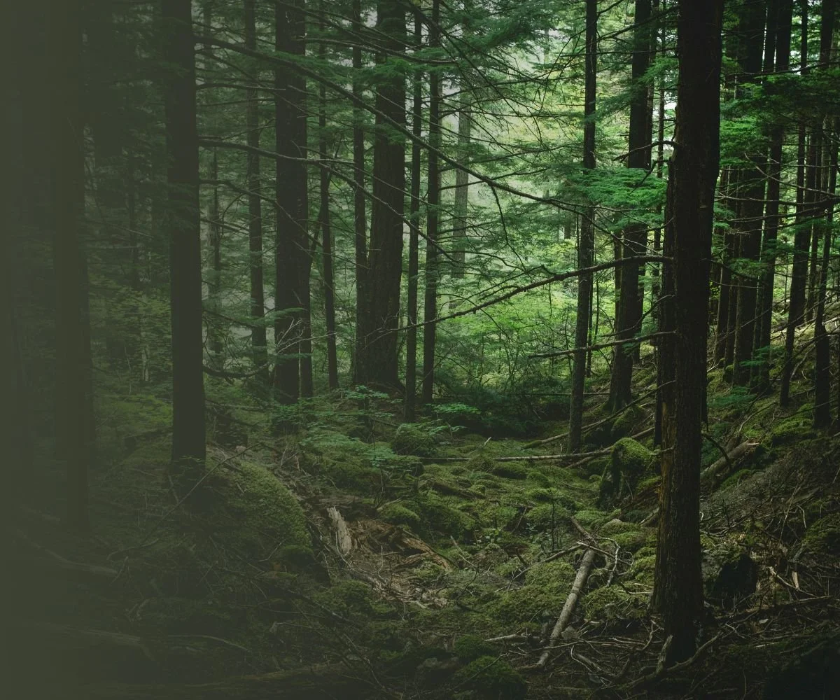 A dense forest scene with tall trees, green moss-covered ground, and filtered sunlight coming through the leaves.