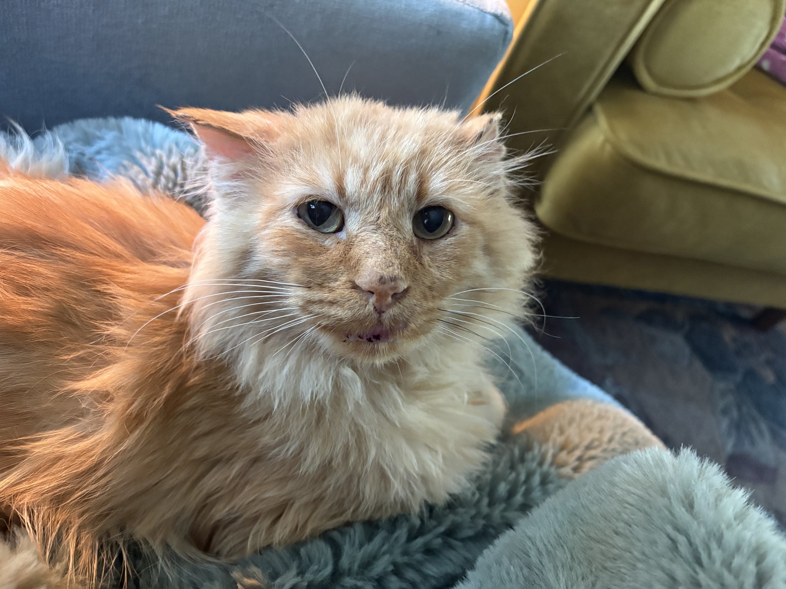 Oct. 2025:  Lion King (now Sparrow)