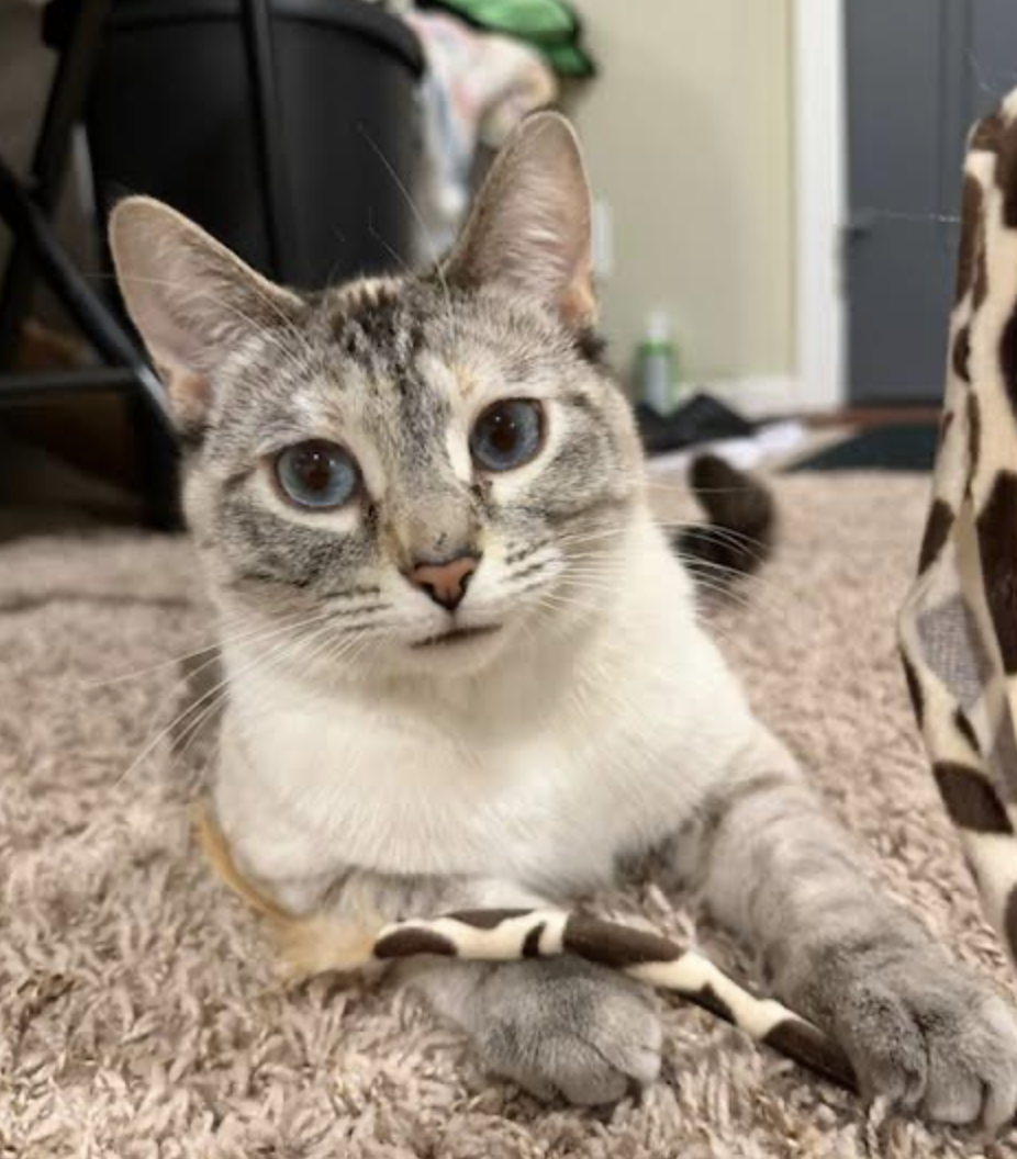 Feb 2026:  Aspen (formerly Skeeter)