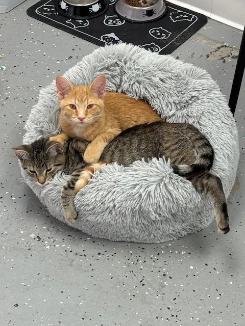 Oct. 2025:  Penny & Yarrik