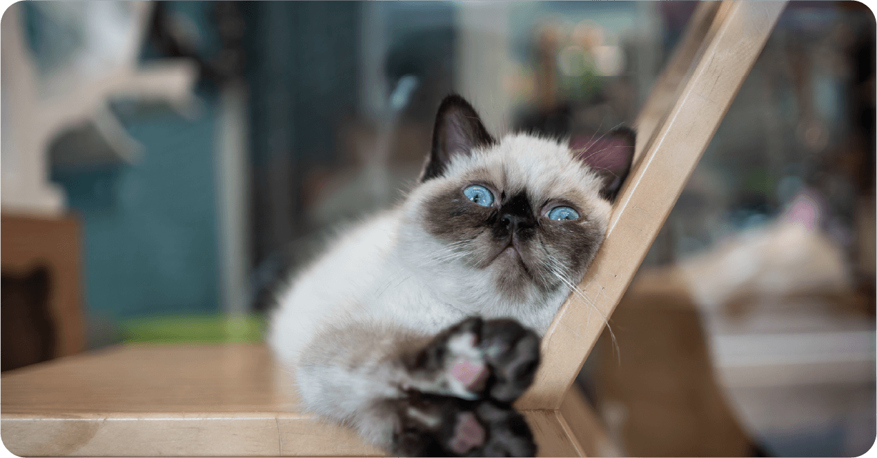 Holland Cat Cove Cafe Cancellation Policy