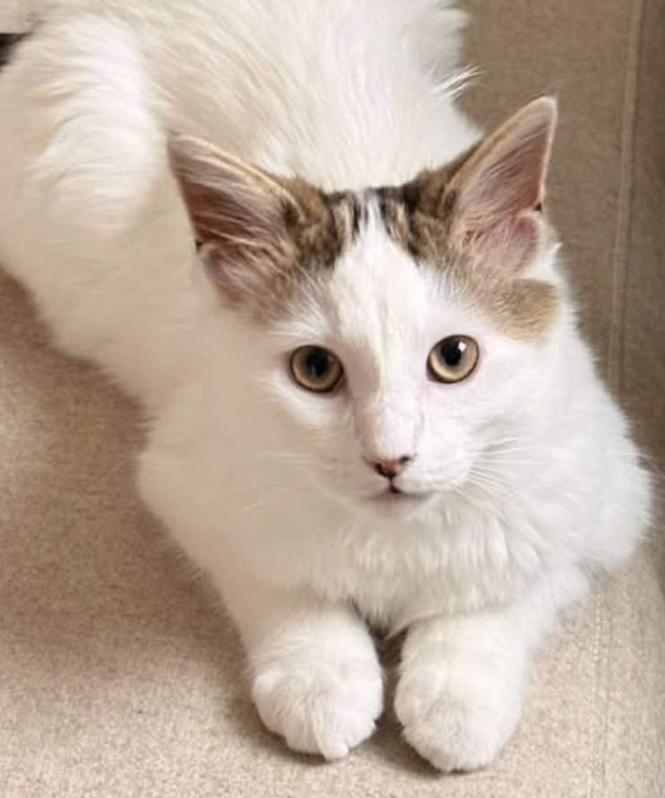 Feb 2026:  Mashed Potato (now Alfie)