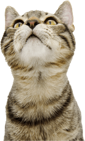 Holland Cat Cove Cafe Playful Adoptable Cat