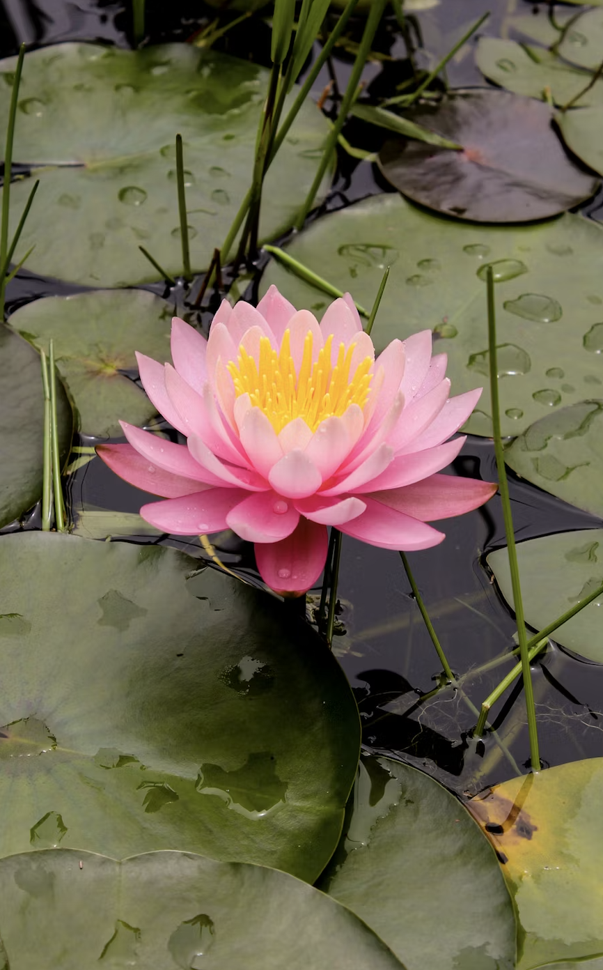 Parenting With Intention: Growing Through the Mud