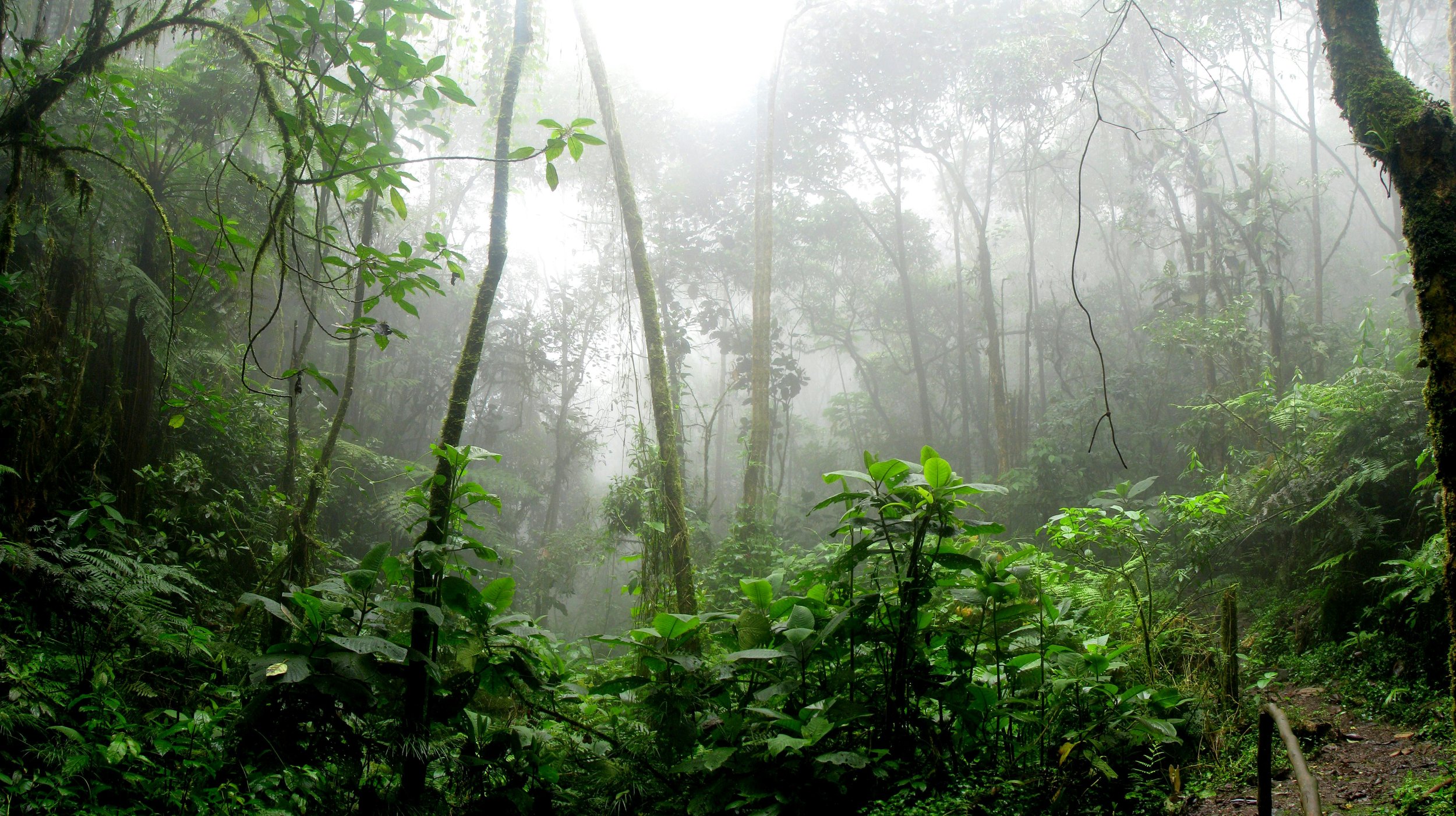 Nature as a Business Risk: Why It Matters More Than Ever
