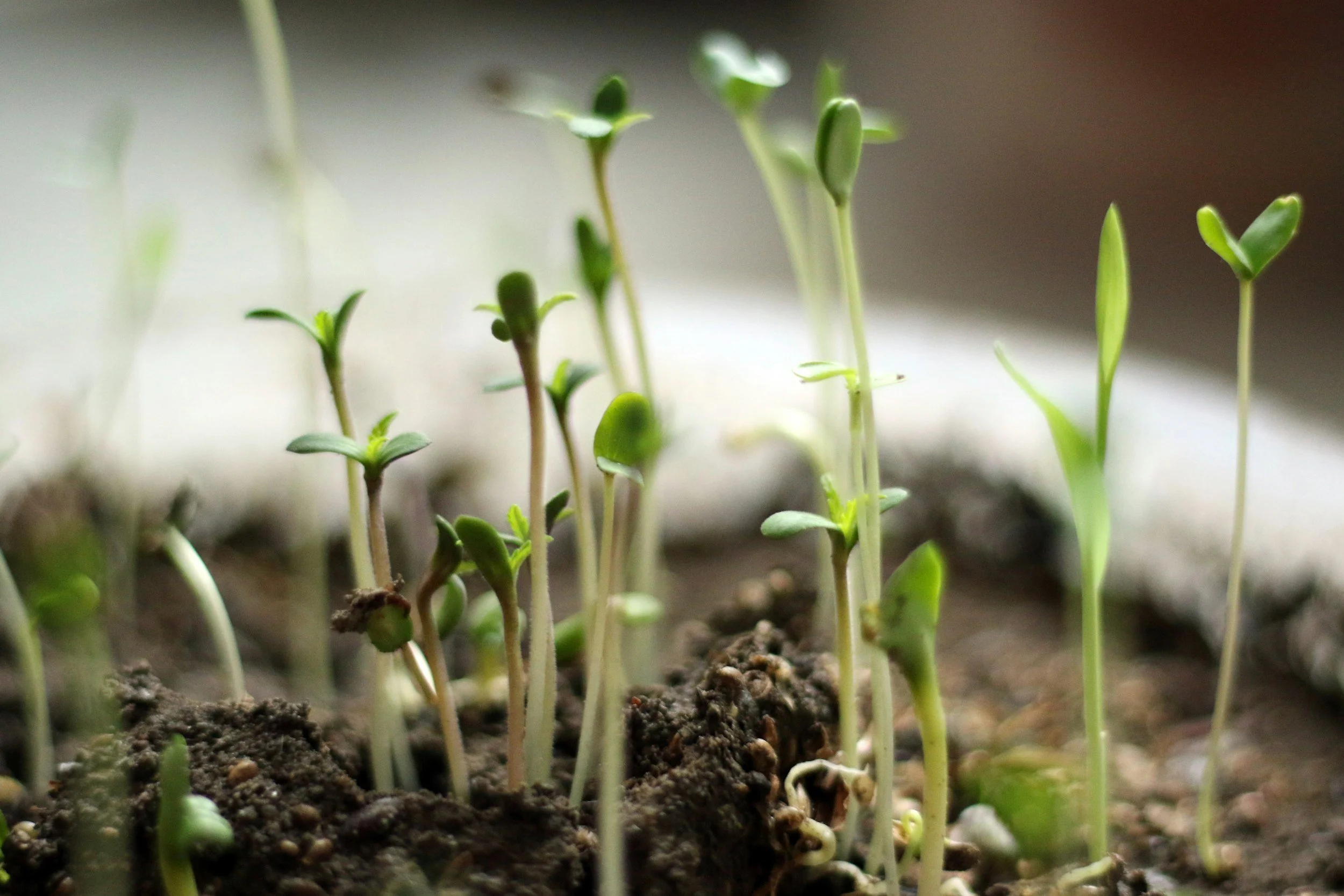 Close-up of young green seedlings sprouting from dark soil.